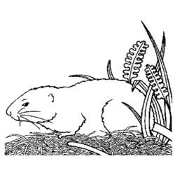 Раскраска: Индейка свинья (Животные) #18494 - Раскраски для печати