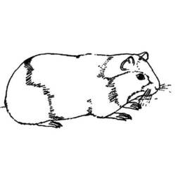 Раскраска: Индейка свинья (Животные) #18497 - Раскраски для печати