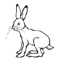 Раскраска: заяц (Животные) #10078 - Раскраски для печати