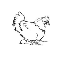 Раскраска: курица (Животные) #17463 - Раскраски для печати