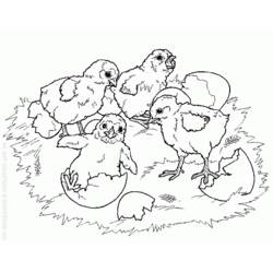 Раскраска: курица (Животные) #17547 - Бесплатные раскраски для печати
