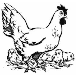 Раскраска: курица (Животные) #17603 - Бесплатные раскраски для печати