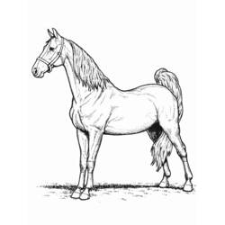 Раскраска: лошадь (Животные) #2184 - Бесплатные раскраски для печати