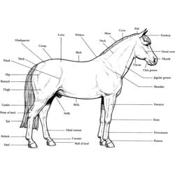 Раскраска: лошадь (Животные) #2215 - Раскраски для печати