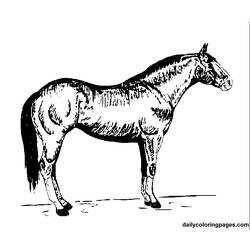 Раскраска: лошадь (Животные) #2243 - Бесплатные раскраски для печати