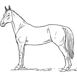 Раскраска: лошадь (Животные) #2256 - Раскраски для печати