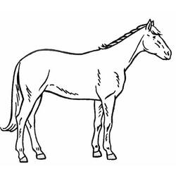 Раскраска: лошадь (Животные) #2278 - Раскраски для печати