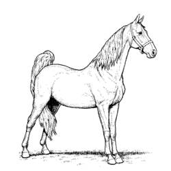 Раскраска: лошадь (Животные) #2355 - Бесплатные раскраски для печати