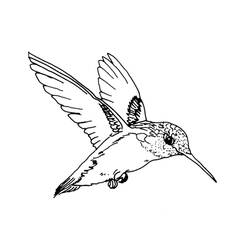 Раскраска: колибри (Животные) #3783 - Раскраски для печати