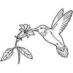 Раскраска: колибри (Животные) #3786 - Раскраски для печати