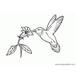 Раскраска: колибри (Животные) #3793 - Раскраски для печати