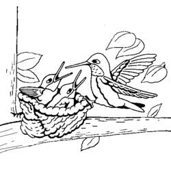 Раскраска: колибри (Животные) #3796 - Раскраски для печати