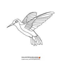 Раскраска: колибри (Животные) #3797 - Раскраски для печати