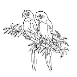 Раскраска: колибри (Животные) #3800 - Раскраски для печати