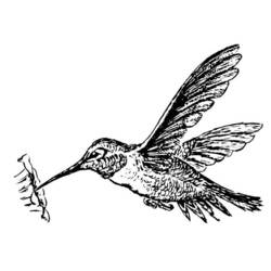 Раскраска: колибри (Животные) #3802 - Раскраски для печати