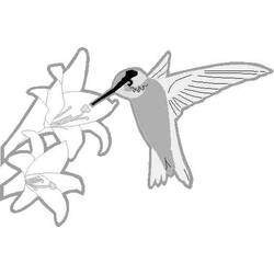 Раскраска: колибри (Животные) #3807 - Раскраски для печати