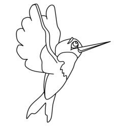 Раскраска: колибри (Животные) #3810 - Раскраски для печати