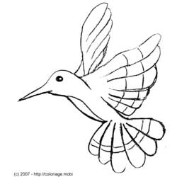 Раскраска: колибри (Животные) #3818 - Раскраски для печати
