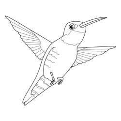 Раскраска: колибри (Животные) #3819 - Раскраски для печати