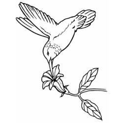 Раскраска: колибри (Животные) #3820 - Раскраски для печати