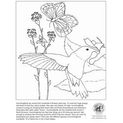 Раскраска: колибри (Животные) #3827 - Раскраски для печати