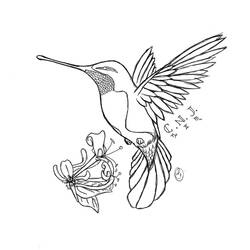 Раскраски: колибри - Раскраски для печати