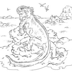 Раскраска: игуана (Животные) #8913 - Раскраски для печати