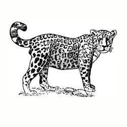 Раскраска: ягуар (Животные) #9007 - Раскраски для печати