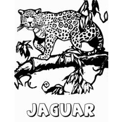 Раскраска: ягуар (Животные) #9008 - Раскраски для печати