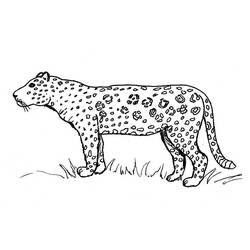 Раскраска: ягуар (Животные) #9010 - Раскраски для печати