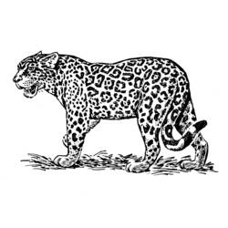 Раскраска: ягуар (Животные) #9013 - Раскраски для печати