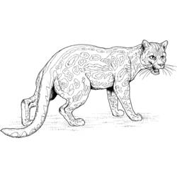 Раскраска: ягуар (Животные) #9014 - Раскраски для печати