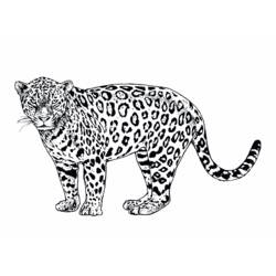 Раскраска: ягуар (Животные) #9025 - Раскраски для печати