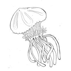 Раскраска: медуза (Животные) #20397 - Бесплатные раскраски для печати