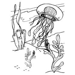 Раскраска: медуза (Животные) #20407 - Бесплатные раскраски для печати