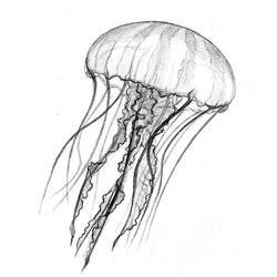 Раскраска: медуза (Животные) #20408 - Раскраски для печати
