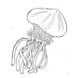 Раскраска: медуза (Животные) #20451 - Бесплатные раскраски для печати