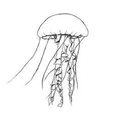 Раскраска: медуза (Животные) #20559 - Раскраски для печати