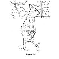 Раскраска: кенгуру (Животные) #9164 - Бесплатные раскраски для печати