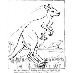 Раскраска: кенгуру (Животные) #9183 - Раскраски для печати
