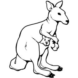 Раскраски: кенгуру - Раскраски для печати