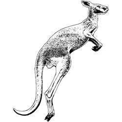 Раскраска: кенгуру (Животные) #9204 - Раскраски для печати