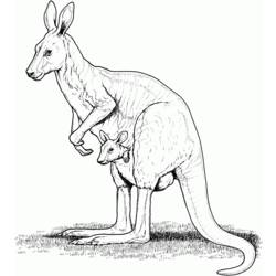 Раскраска: кенгуру (Животные) #9209 - Раскраски для печати