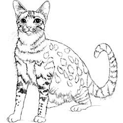 Раскраска: котенок (Животные) #18096 - Раскраски для печати