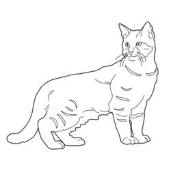 Раскраска: котенок (Животные) #18108 - Бесплатные раскраски для печати