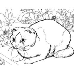 Раскраска: котенок (Животные) #18135 - Бесплатные раскраски для печати