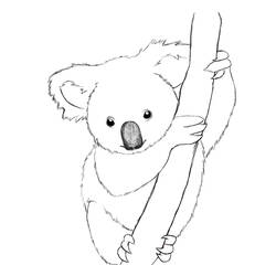 Раскраска: коала (Животные) #9305 - Раскраски для печати