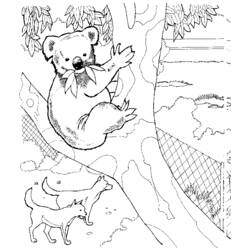 Раскраска: коала (Животные) #9307 - Бесплатные раскраски для печати