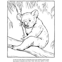 Раскраска: коала (Животные) #9388 - Раскраски для печати