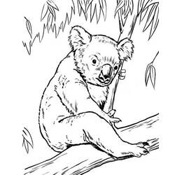 Раскраска: коала (Животные) #9405 - Раскраски для печати